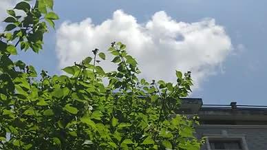 屋顶蓝天绿树庭院实拍视频的预览图